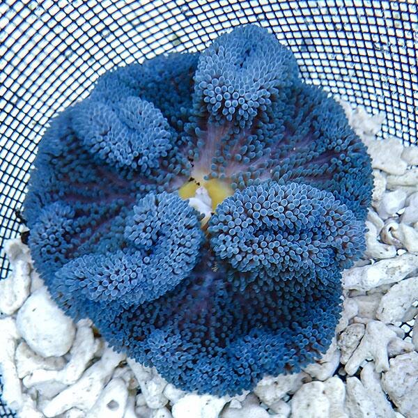 【現物1】ハタゴイソギンチャク ブルー 13-15cm±