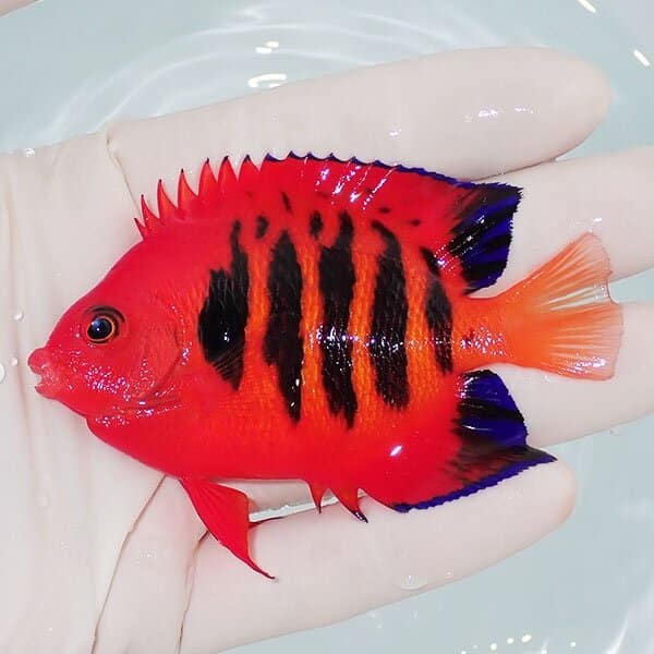 【現物1】フレームエンゼル 8.5cm