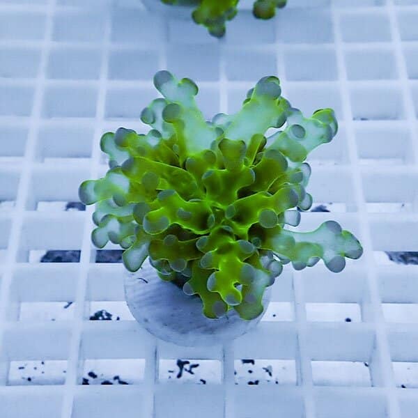 【サンゴ現物1】タコアシサンゴ フラグ