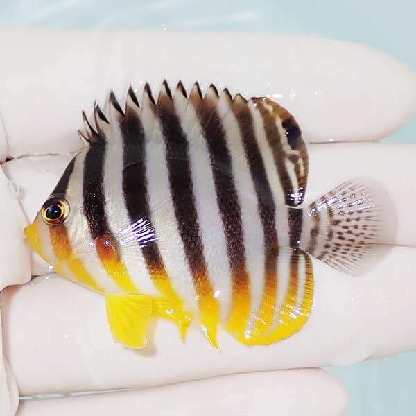 【現物1】シマヤッコ 5.7cm±