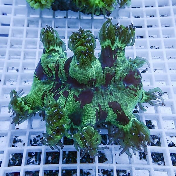 【サンゴ現物1】トランペットコーラル