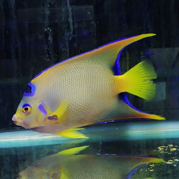 【現物3】年末特価 少しヒレかけ 粒エサOK クイーンエンゼル 16.5cm±