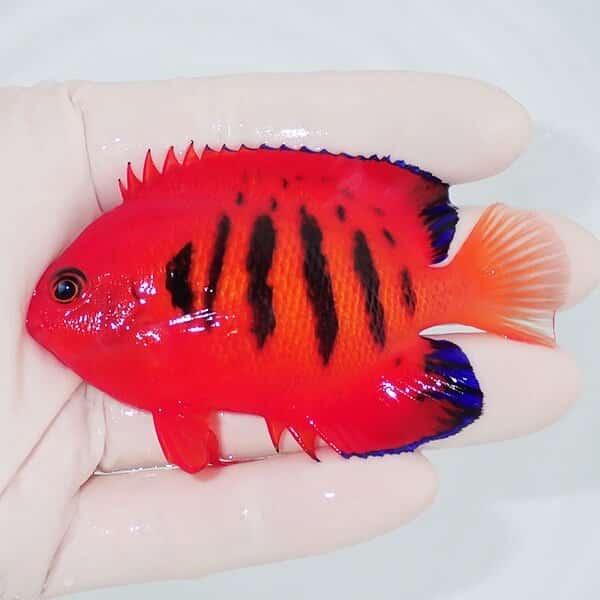 【現物2】フレームエンゼル 8.5cm