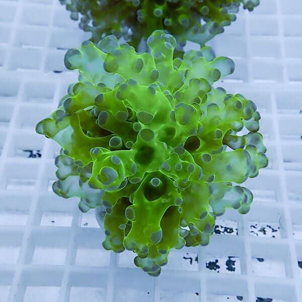 【サンゴ現物2】タコアシサンゴ フラグ