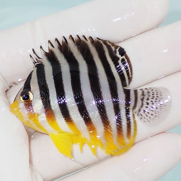 【現物2】シマヤッコ 5.7cm±