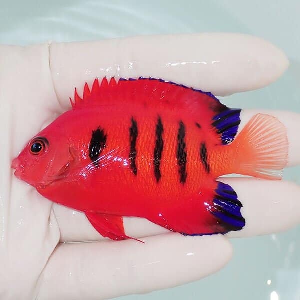 【現物2】フレームエンゼル 8cm