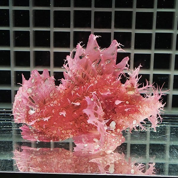 【現物1】ボロカサゴ 11cm±