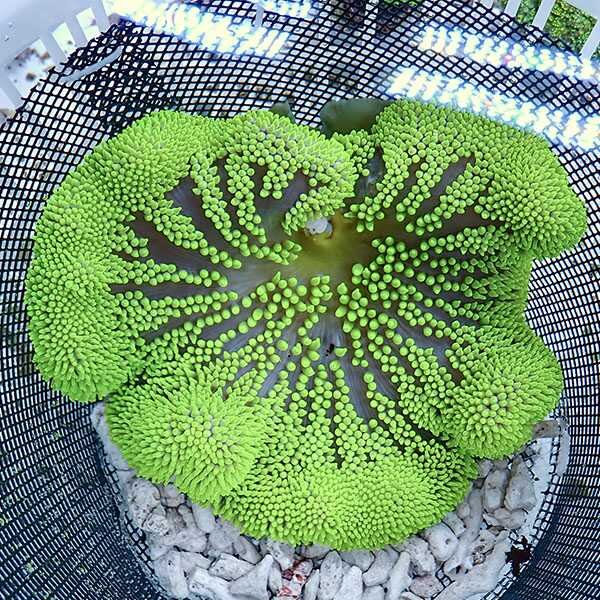 【現物3】異形 ハタゴイソギンチャク グリーン 18-20cm±