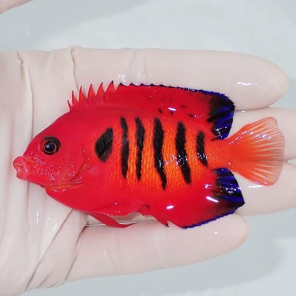 【現物3】フレームエンゼル 8.5cm