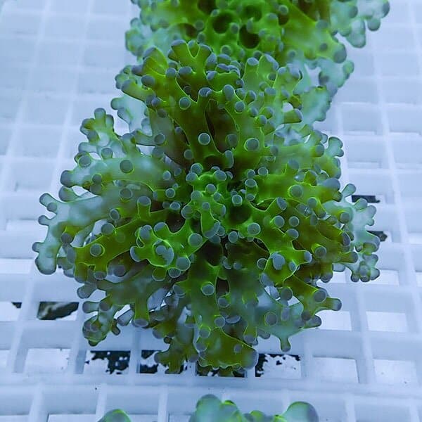 【サンゴ現物3】タコアシサンゴ フラグ