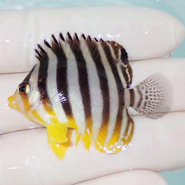 【現物3】シマヤッコ 5cm±