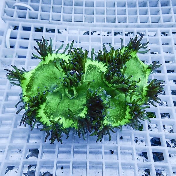 【サンゴ現物3】トランペットコーラル