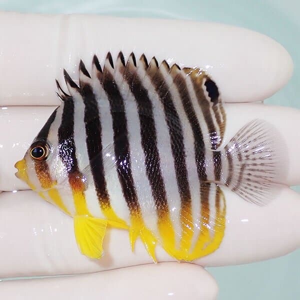 【現物3】シマヤッコ 5.5cm±