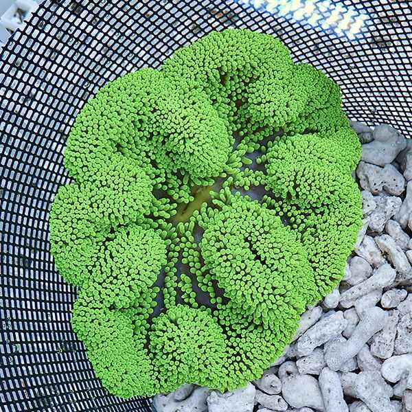 【現物4】ハタゴイソギンチャク グリーン 14-16cm±