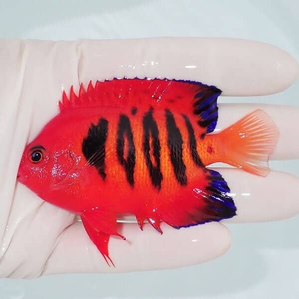 【現物4】フレームエンゼル 8.5cm