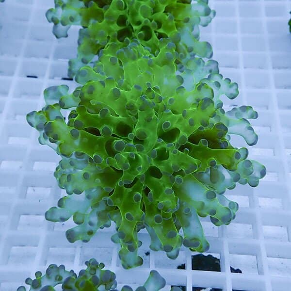 【サンゴ現物4】タコアシサンゴ フラグ