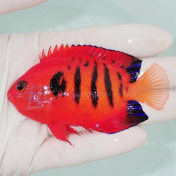 【現物4】フレームエンゼル 8.3cm