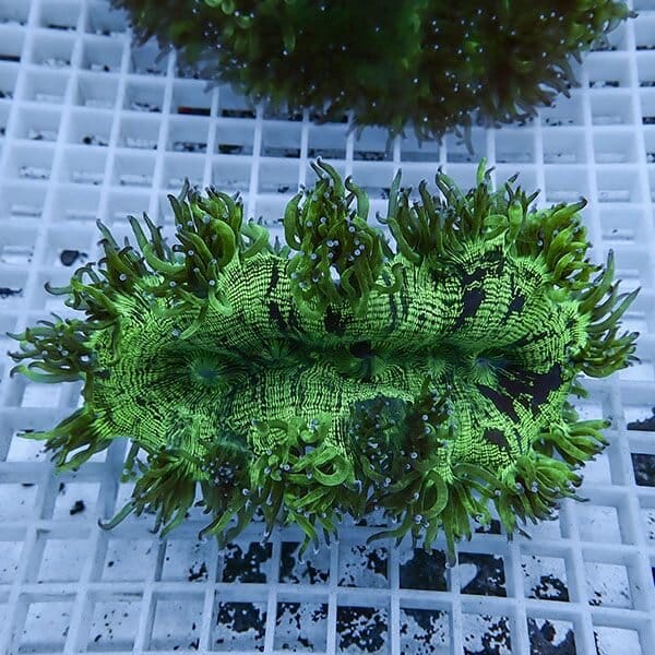 【サンゴ現物4】トランペットコーラル