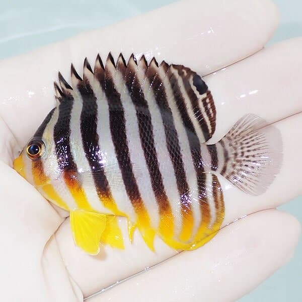 【現物5】シマヤッコ 6cm±