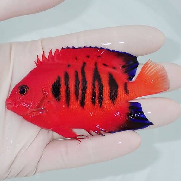 【現物5】フレームエンゼル 9cm