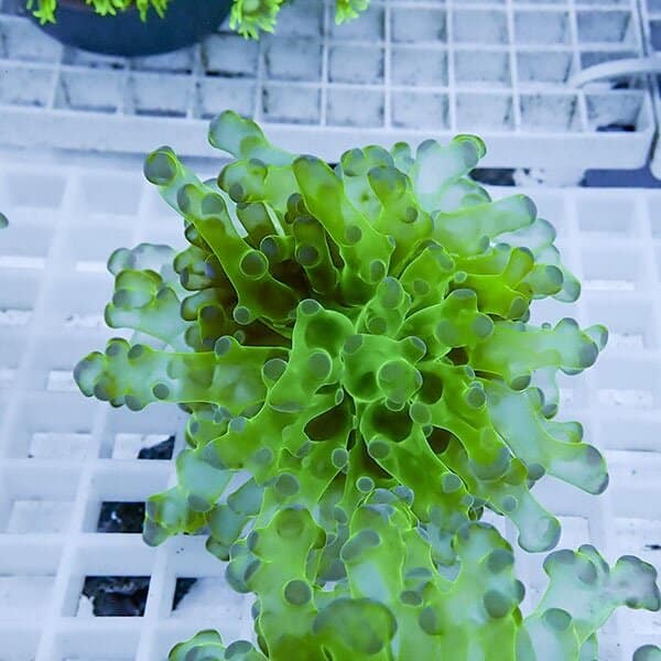 【サンゴ現物5】タコアシサンゴ フラグ