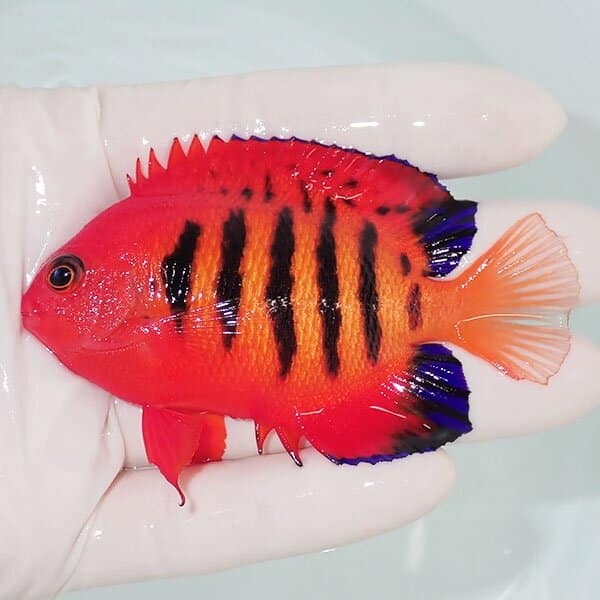 【現物5】フレームエンゼル 8.5cm