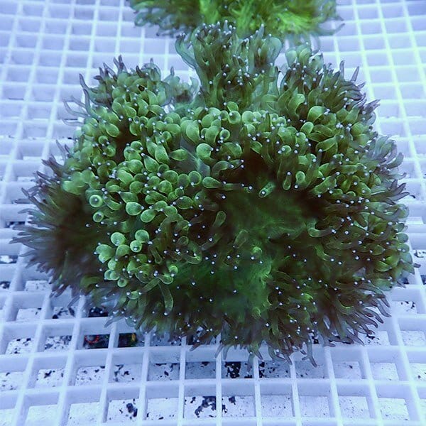 【サンゴ現物5】トランペットコーラル