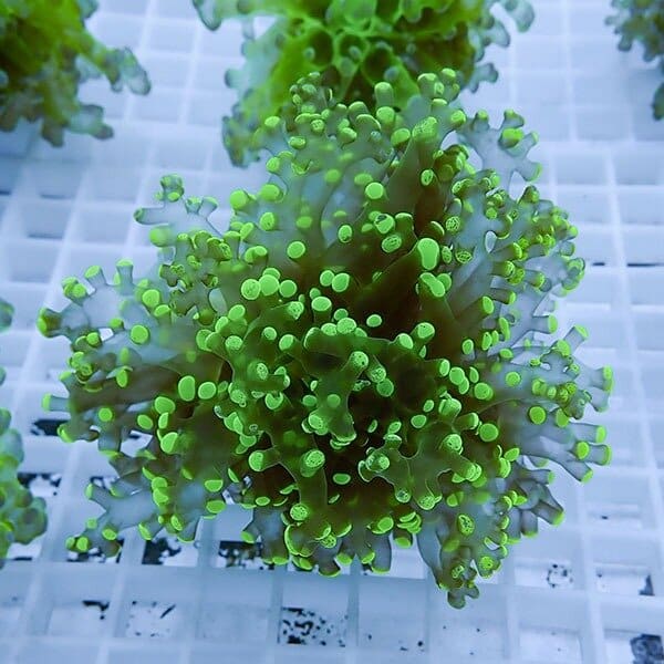 【サンゴ現物6】タコアシサンゴ フラグ