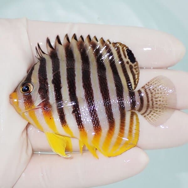 【現物6】シマヤッコ 7cm±