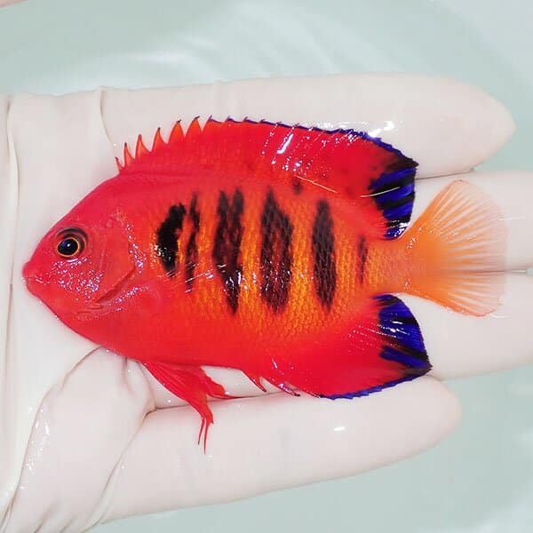 【現物6】粒エサOK フレームエンゼル 8cm