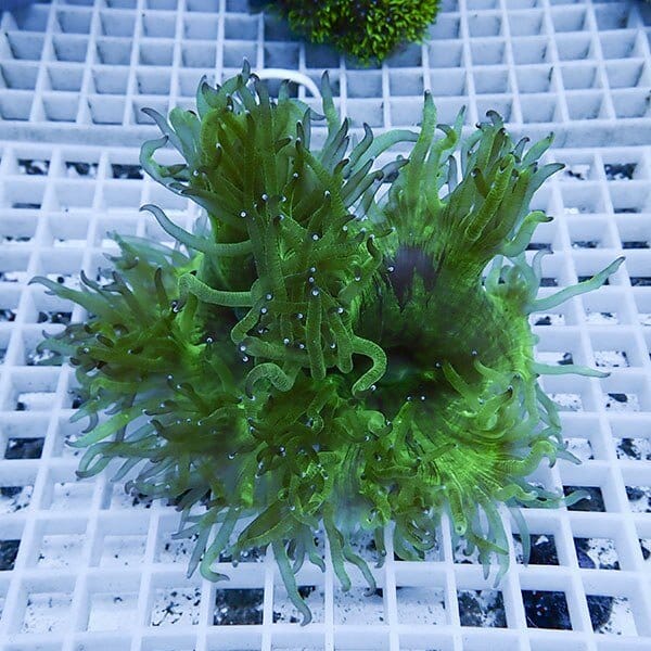 【サンゴ現物6】トランペットコーラル