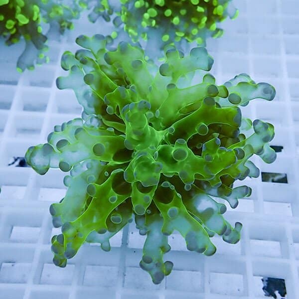 【サンゴ現物7】タコアシサンゴ フラグ