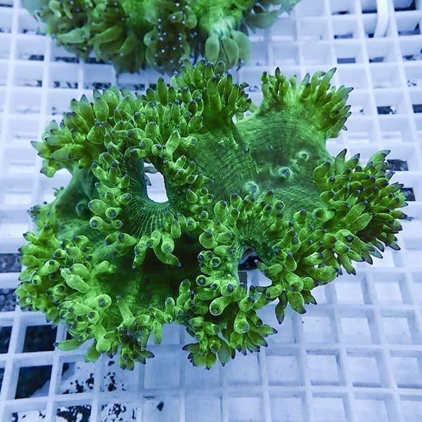 【サンゴ現物7】トランペットコーラル