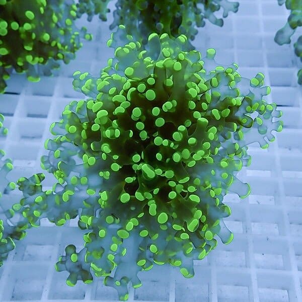 【サンゴ現物8】タコアシサンゴ フラグ