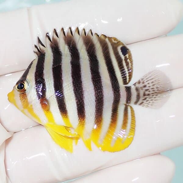 【現物8】シマヤッコ 5cm±