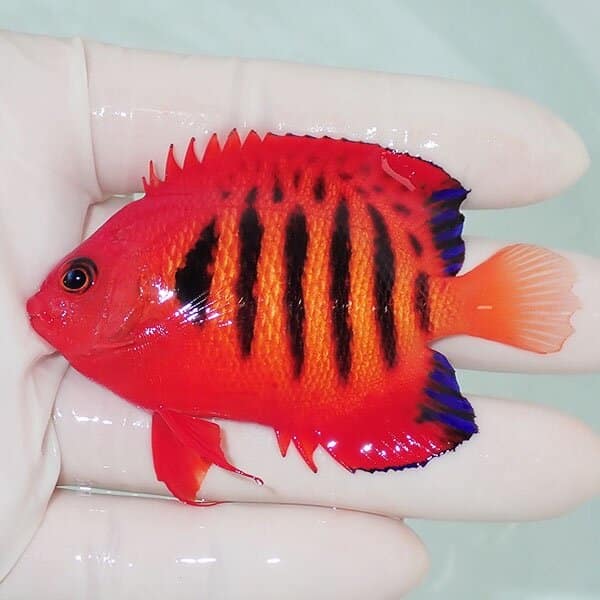 【現物8】粒エサOK フレームエンゼル 7.5cm