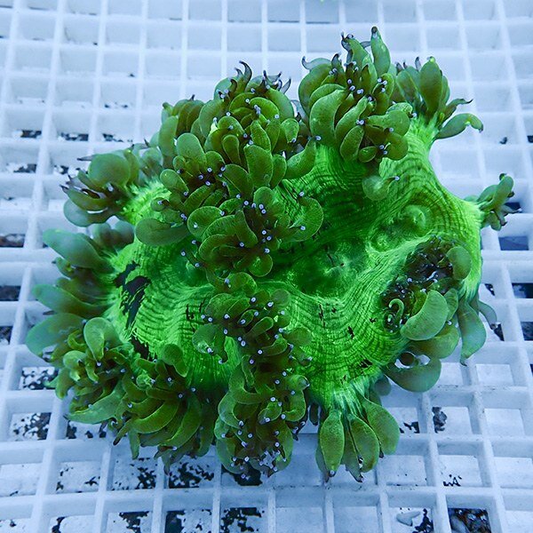 【サンゴ現物8】トランペットコーラル