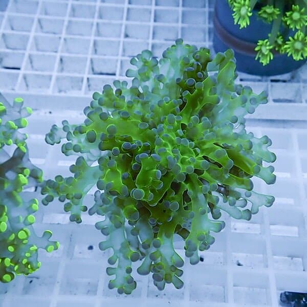 【サンゴ現物9】タコアシサンゴ フラグ