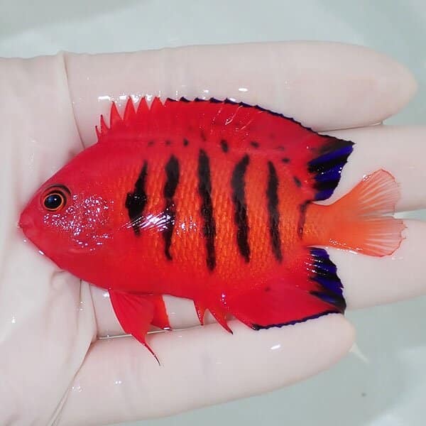 【現物9】粒エサOK フレームエンゼル 7.5cm