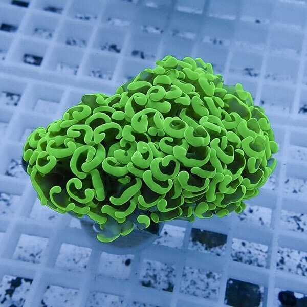 【サンゴ現物19】ナガレハナサンゴ