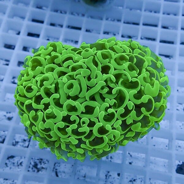 【サンゴ現物20】ナガレハナサンゴ