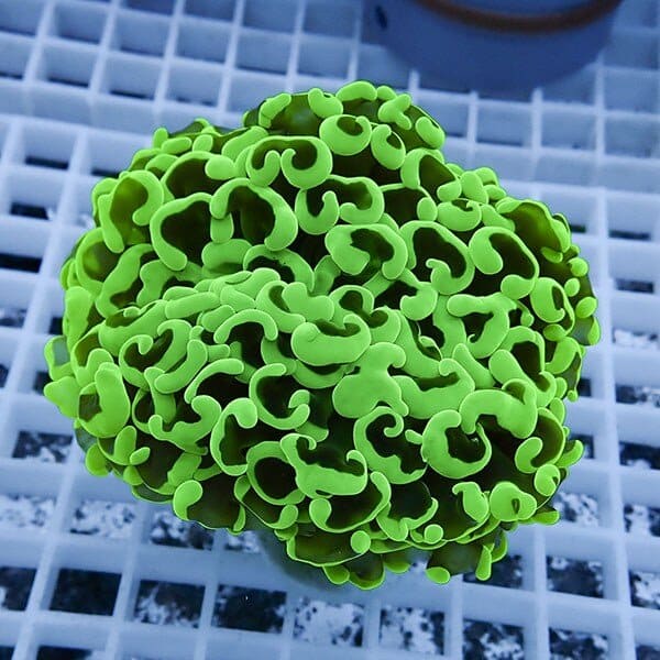 【サンゴ現物21】ナガレハナサンゴ