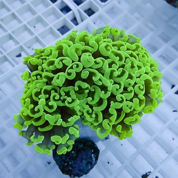 【サンゴ現物22】ナガレハナサンゴ