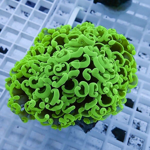 【サンゴ現物23】ナガレハナサンゴ