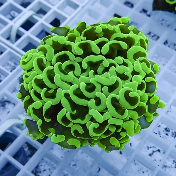 【サンゴ現物24】ナガレハナサンゴ