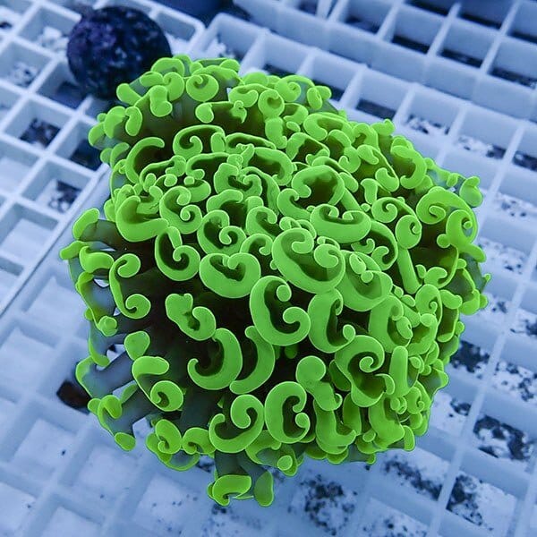 【サンゴ現物25】ナガレハナサンゴ