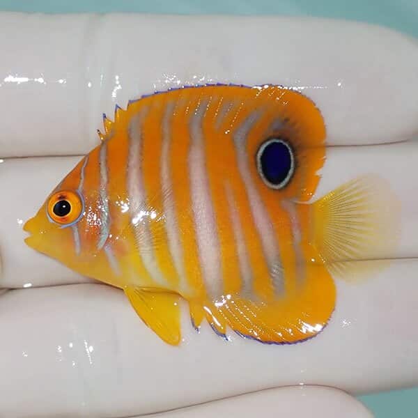 【現物1】ニシキヤッコ 5cm±