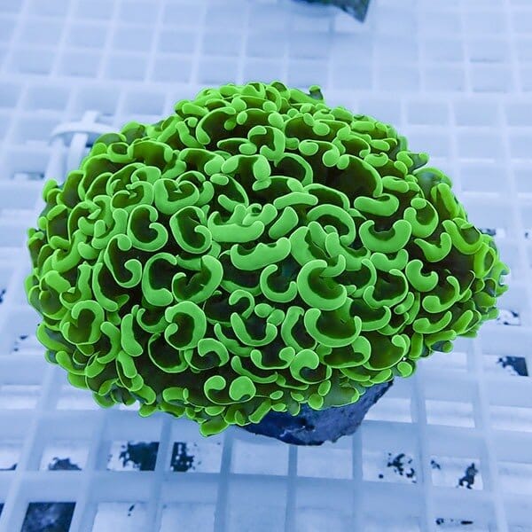 【サンゴ現物10】ナガレハナサンゴ