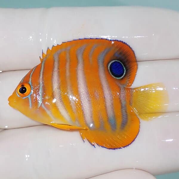 【現物2】ニシキヤッコ 4.8cm±