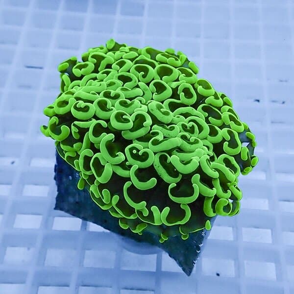 【サンゴ現物11】ナガレハナサンゴ